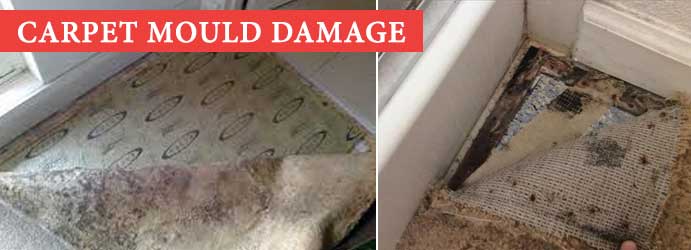 Carpet Mould Damage Beaumaris