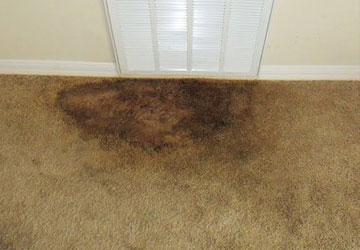 Carpet Mould Removal Service Scrubby Mountain