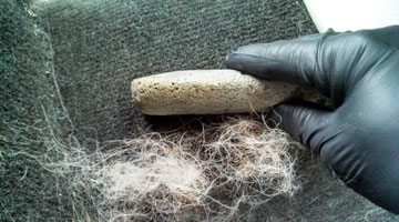 Carpet Pet Hair Removal