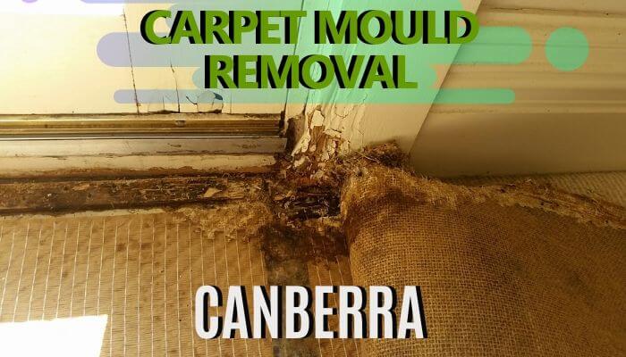 flood damage restoration canberra-carpet mould removal