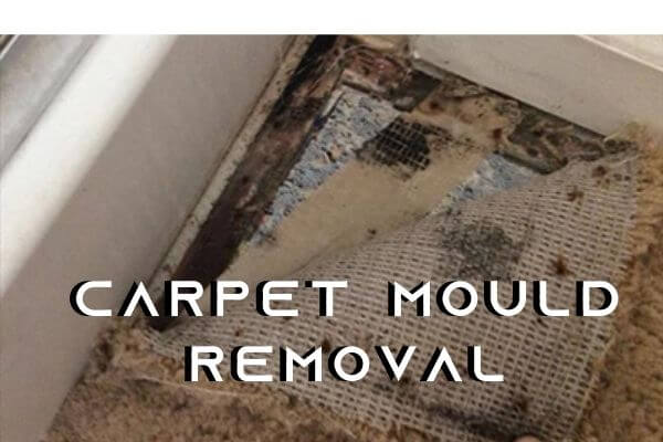 carpet mould removal Sydney